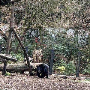 Asiatic black bear exhibit