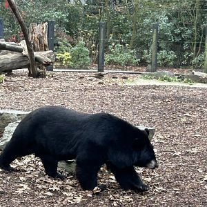 Asiatic black bear