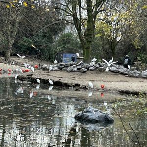 Cathedral (giant) aviary