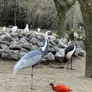 White-naped and East African grey crowned cranes, red ibis, western cattle egrets and others