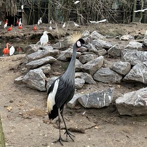 East African grey crowned crane, red ibisses, western cattle egrets and others