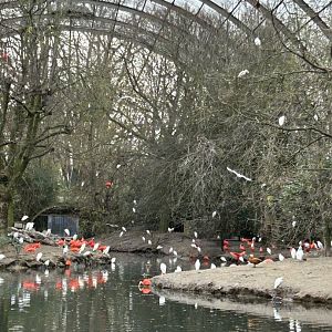 Cathedral (giant) aviary