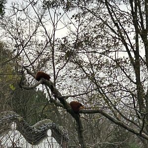 Nepalese red pandas