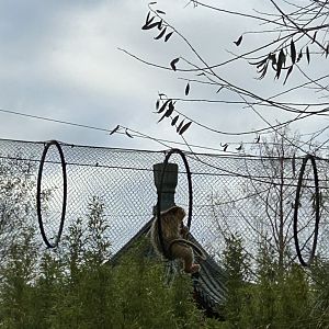 Golden snub-nosed monkey
