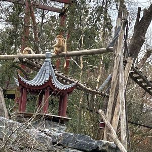 Golden snub-nosed monkeys