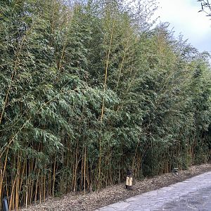 Bamboo forest