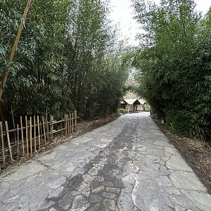 Bamboo forest