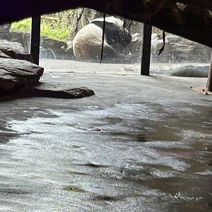 Giant panda Xing Hui