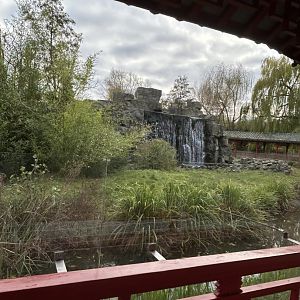 Japanese macaque in the Middle Kingdom