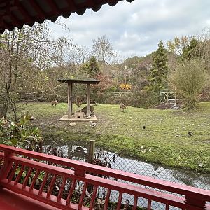 Indian hog deer exhibit