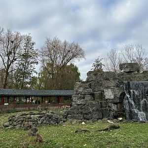 Japanese macaque in the Middle Kingdom