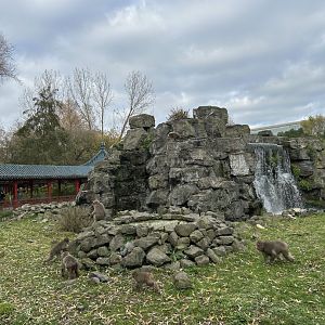 Japanese macaque exhibit in the Middle Kingdom