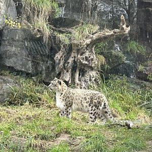Snow leopard