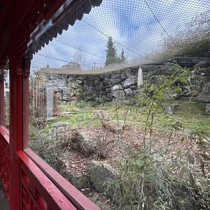 Netted snow leopard exhibit