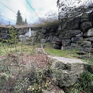 Netted snow leopard exhibit