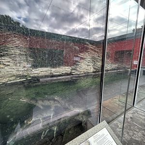 Indian gharial exhibit