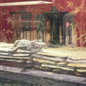 Chinese alligator