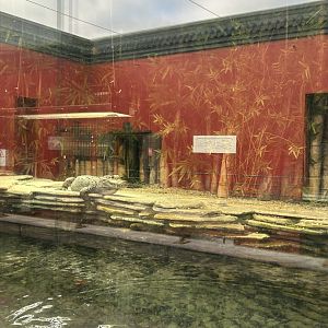 Chinese alligator exhibit