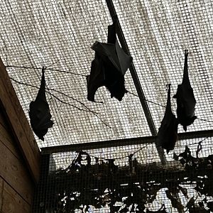 Flying foxes hanging