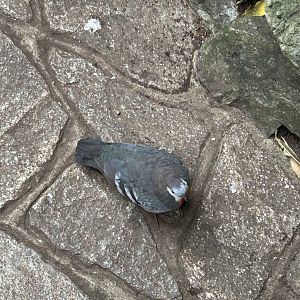 Luzon bleeding-heart pigeon