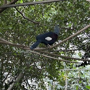 Sclater’s crested pigeon