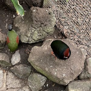 Crested wood partridges