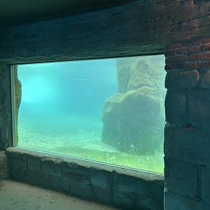 Underwater view for Cape fur seal