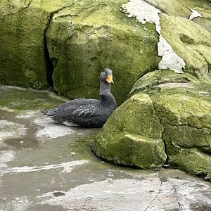 Magellanic steamer duck