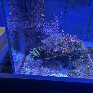 Anemonefish aquarium