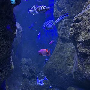 One of the reef aquarium