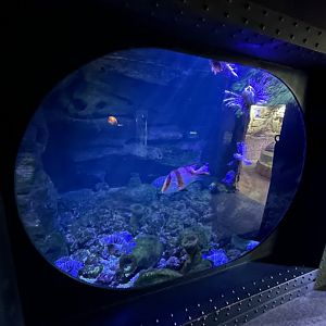 Red lionfish aquarium