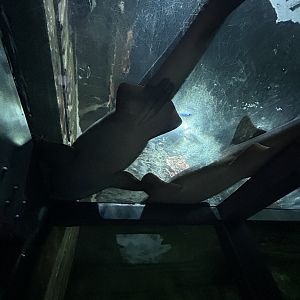 Sharks resting above the visitors