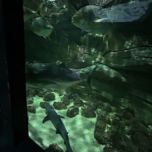 Sea turtle and shark tank