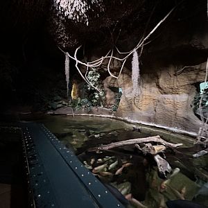 Amazon River monster tank