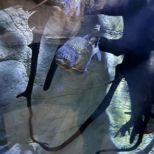 Red-bellied piranhas