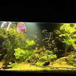 Discus tank