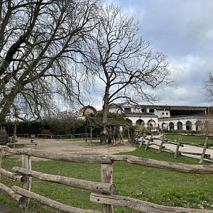 Dromedary camel exhibit