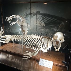 Seal skeleton