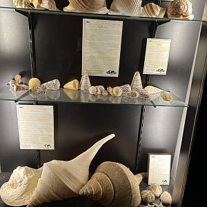 Shells