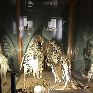Penguin skeleton