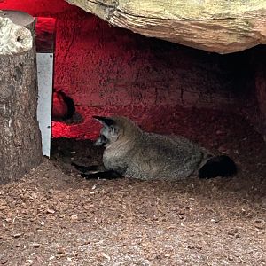 South African bat-eared fox