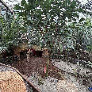 Bat-eared fox exhibit