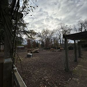 Andalusian horse paddock