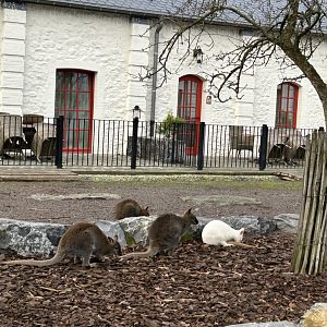 Bennet’s wallabies