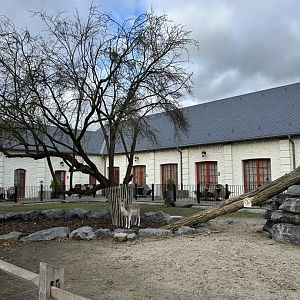 Eurasian fallow deer