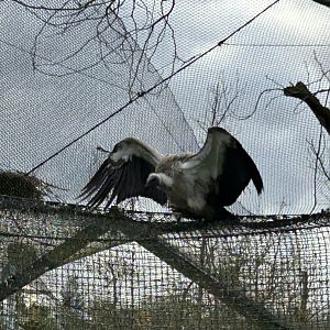 White-backed vulture