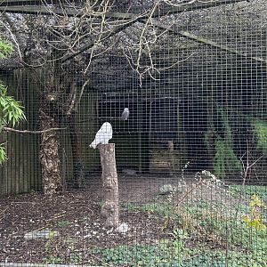 Snow owl aviary