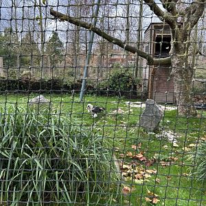 Bearded vulture aviary