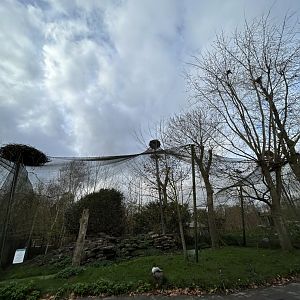 Eurasian griffon vulture and cinereous vulture aviary