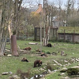 Brown bear exhibit